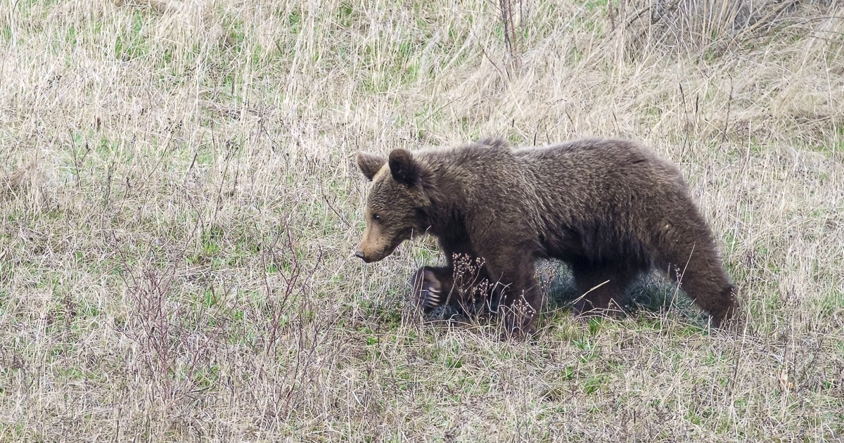 Medvék elkergetésében kérték a segítségüket